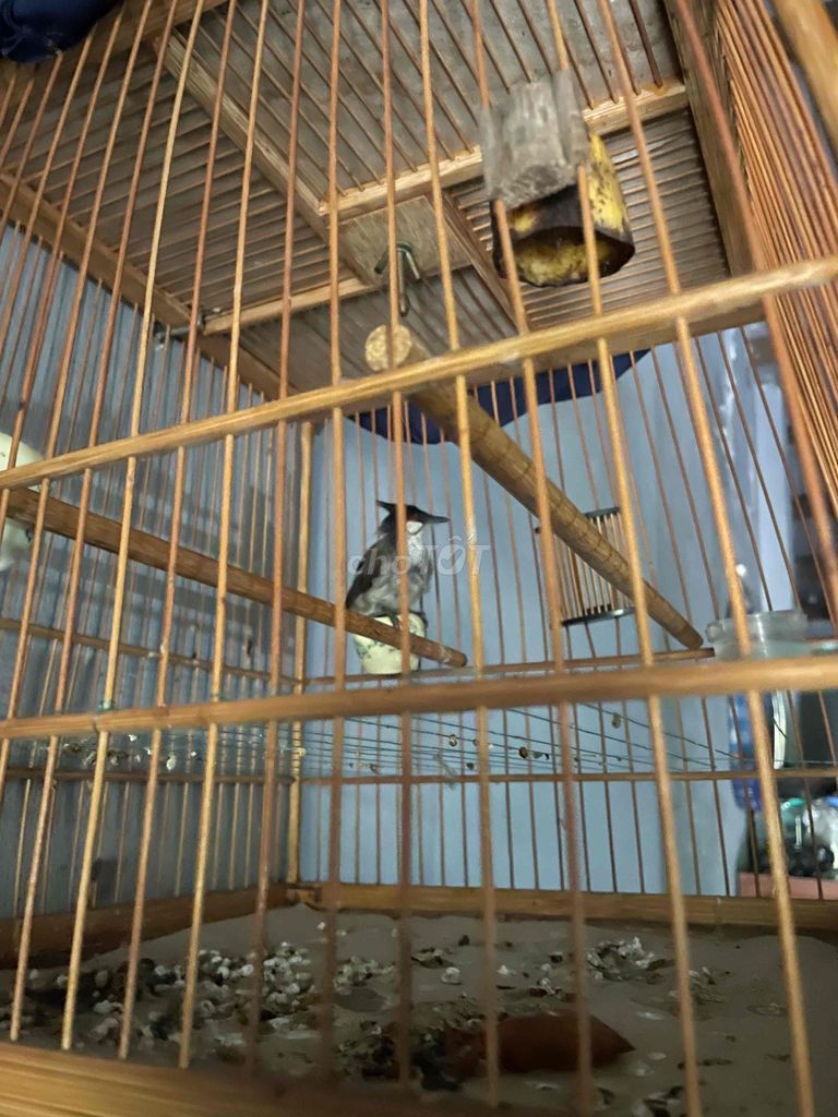 Chim chào mào trống đang thay lông. Mua bán Chim tại Quận Sơn Trà Đà Nẵng được đăng bởi trần  hình 1