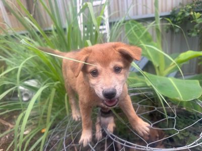 Chó cỏ con 2 tháng tuổi