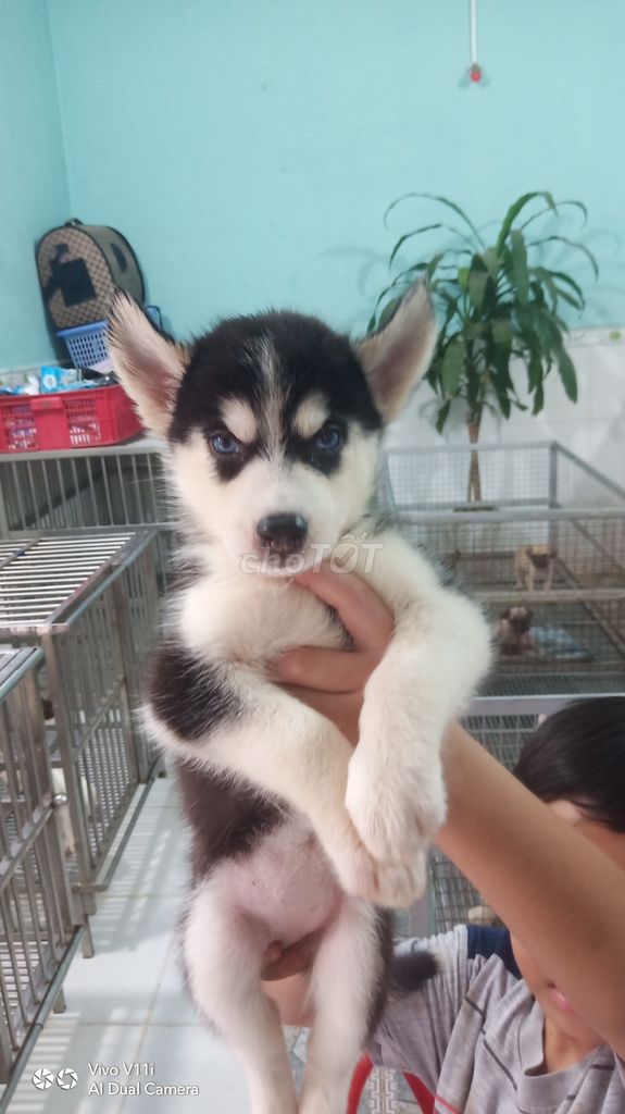 0908352840 - Trại Chó Hoàng Dũng Bán Bầy Husky 2 Tháng Tuổi