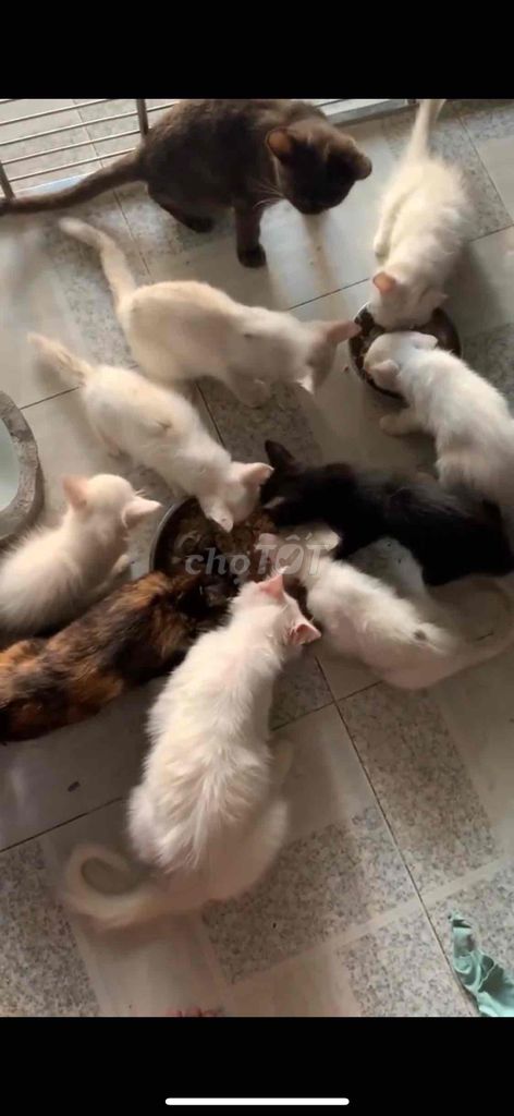 mèo anh thuần chủng ❤️💚💙 đủ màu. Mua bán Mèo tại Quận 8 Tp Hồ Chí Minh được đăng bởi Cửa Hàng Thanh Lý Đồ Cũ Mới hình 4