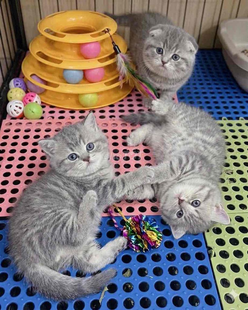 Mèo anh lông ngắn. Mua bán Mèo tại Huyện Hoài Đức Hà Nội được đăng bởi Mei Mei hình 1