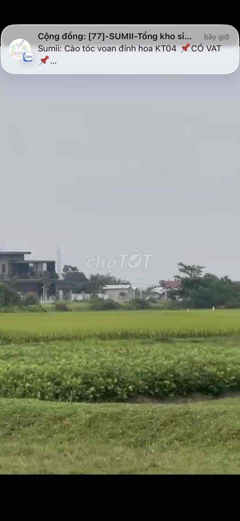 quá sốc ? quá sốc gần 1000m vuông giá chỉ 199 triệu
