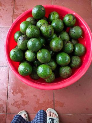 Bơ Booth - 18k/1kg. Mua bán Đồ ăn, thực phẩm và các loại khác tại Quận 8 Tp Hồ Chí Minh được đăng bởi Hoài Thương