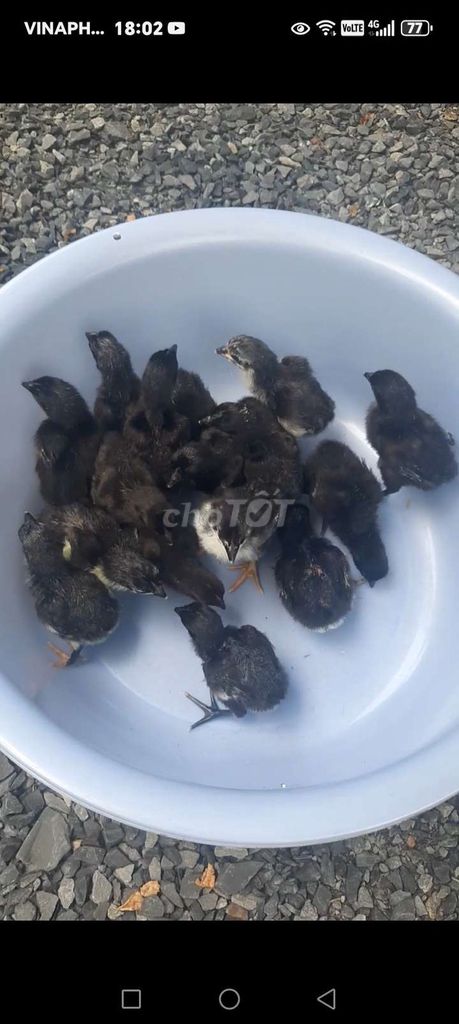 Gà Perru rặc 5 ngày tuổi. Mua bán Gà tại Huyện Hóc Môn Tp Hồ Chí Minh được đăng bởi FB Huy Cuong Peru Gallos hình 1