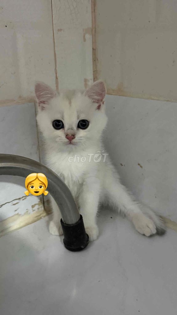 Mèo Anh lông ngắn Silver-golden 2 tháng đã sổ giun. Mua bán Mèo tại Thành phố Long Xuyên An Giang được đăng bởi Ngân Đặng hình 1