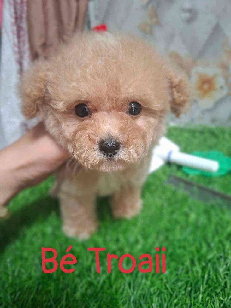 Chó Poodle Tiny Vàng mơ. Mua bán Chó tại Quận Phú Nhuận Tp Hồ Chí Minh được đăng bởi Oanh Đoàn hình 1