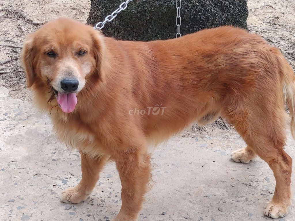 Chó Golden Retriever đực. Mua bán Chó tại Thành phố Vũng Tàu Bà Rịa - Vũng Tàu được đăng bởi Nhân Rottweiler  hình 5