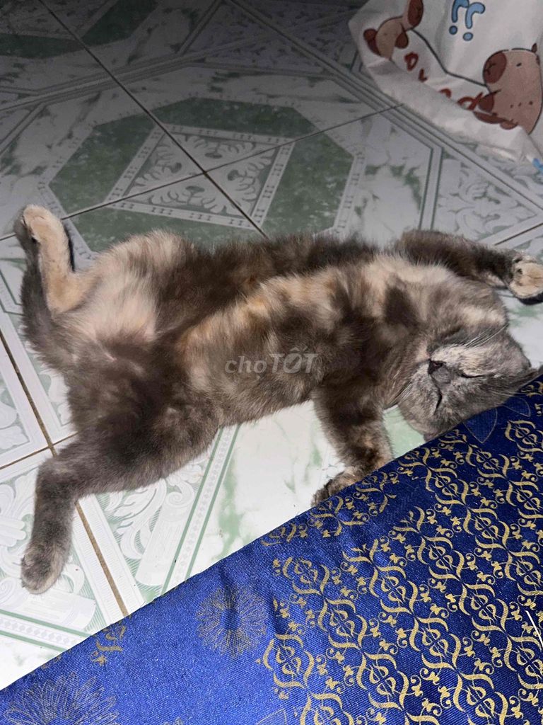 anh lông ngắn. Mua bán Mèo tại Thành phố Thủ Dầu Một Bình Dương được đăng bởi Anh Nguyen hình 1
