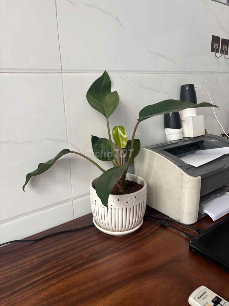 Trầu bà đế vương chậu men sứ. Mua bán Cây cảnh, đồ trang trí tại Quận Bình Tân Tp Hồ Chí Minh được đăng bởi Thuận Phát hình 1