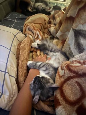 mèo anh lông dài, đã tiêm đủ. Mua bán Mèo tại Quận Hoàng Mai Hà Nội được đăng bởi Đương