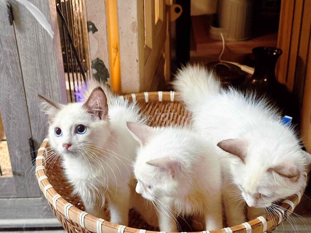 Mèo Ragdoll Trắng 3 tháng. Mua bán Mèo tại Quận Tân Phú Tp Hồ Chí Minh được đăng bởi QUYNH THI TITI hình 1