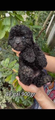 chó poodle 3 tháng. Mua bán Chó tại Quận Bình Thuỷ Cần Thơ được đăng bởi Trần Phạm Hồng Đoan
