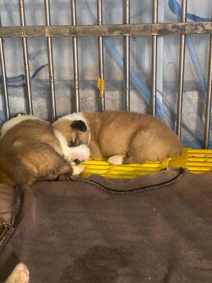 corgi-corgifluffy xinh ngoan-nhận gạch. Mua bán Chó tại Quận 12 Tp Hồ Chí Minh được đăng bởi lê hồng thắm em