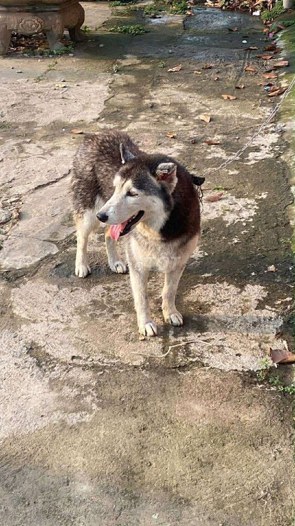 tìm nhà mới cho em husky. Mua bán Chó tại Thành phố Biên Hòa Đồng Nai được đăng bởi Phước Hoàng hình 1