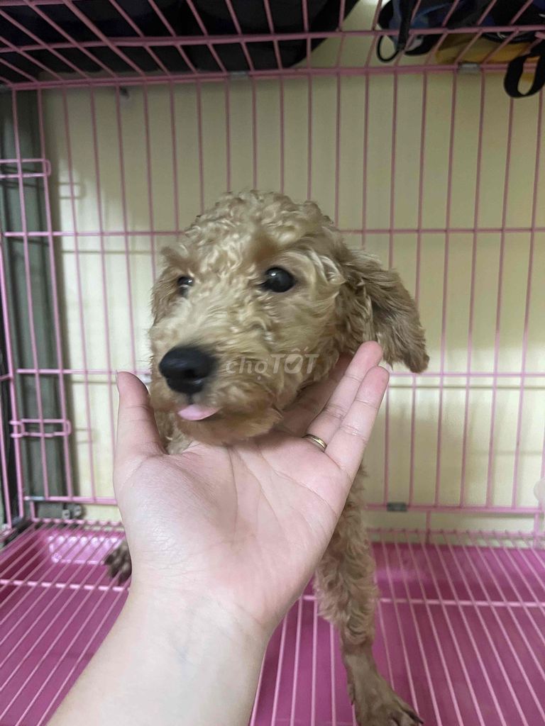 Chó Poodle đực 4 tháng đã tiêm. Mua bán Chó tại Quận Phú Nhuận Tp Hồ Chí Minh được đăng bởi Lê Thuỵ Mỹ Tâm hình 1