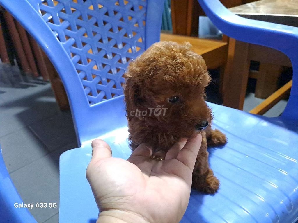 Poodle tini tìm chủ yêu thương. Mua bán Chó tại Thành phố Thủ Đức Tp Hồ Chí Minh được đăng bởi Truong Minh Chau hình 3