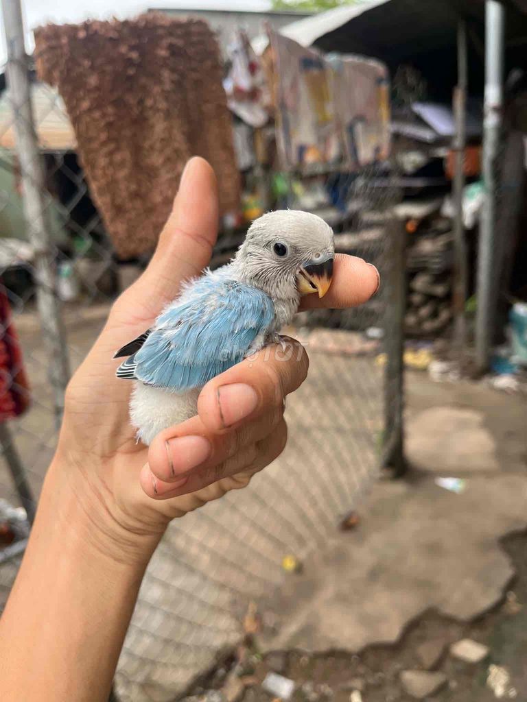 Lovebird Xanh. Mua bán Chim tại Quận Bình Tân Tp Hồ Chí Minh được đăng bởi Minh Thiện hình 1