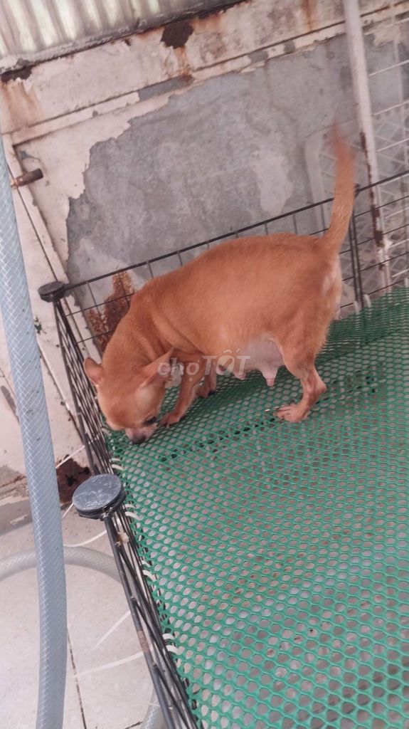Chihuahua bầu to rõ bụng. Mua bán Chó tại Quận 8 Tp Hồ Chí Minh được đăng bởi chihuahua sài gòn hình 4