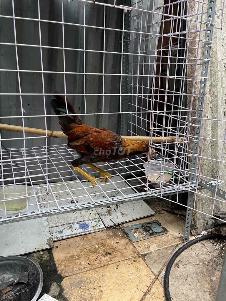 cặp tre giống trống tơ 3 tháng tuổi. Mua bán Gà tại Huyện Củ Chi Tp Hồ Chí Minh được đăng bởi nguyễn quốc Thắng hình 1