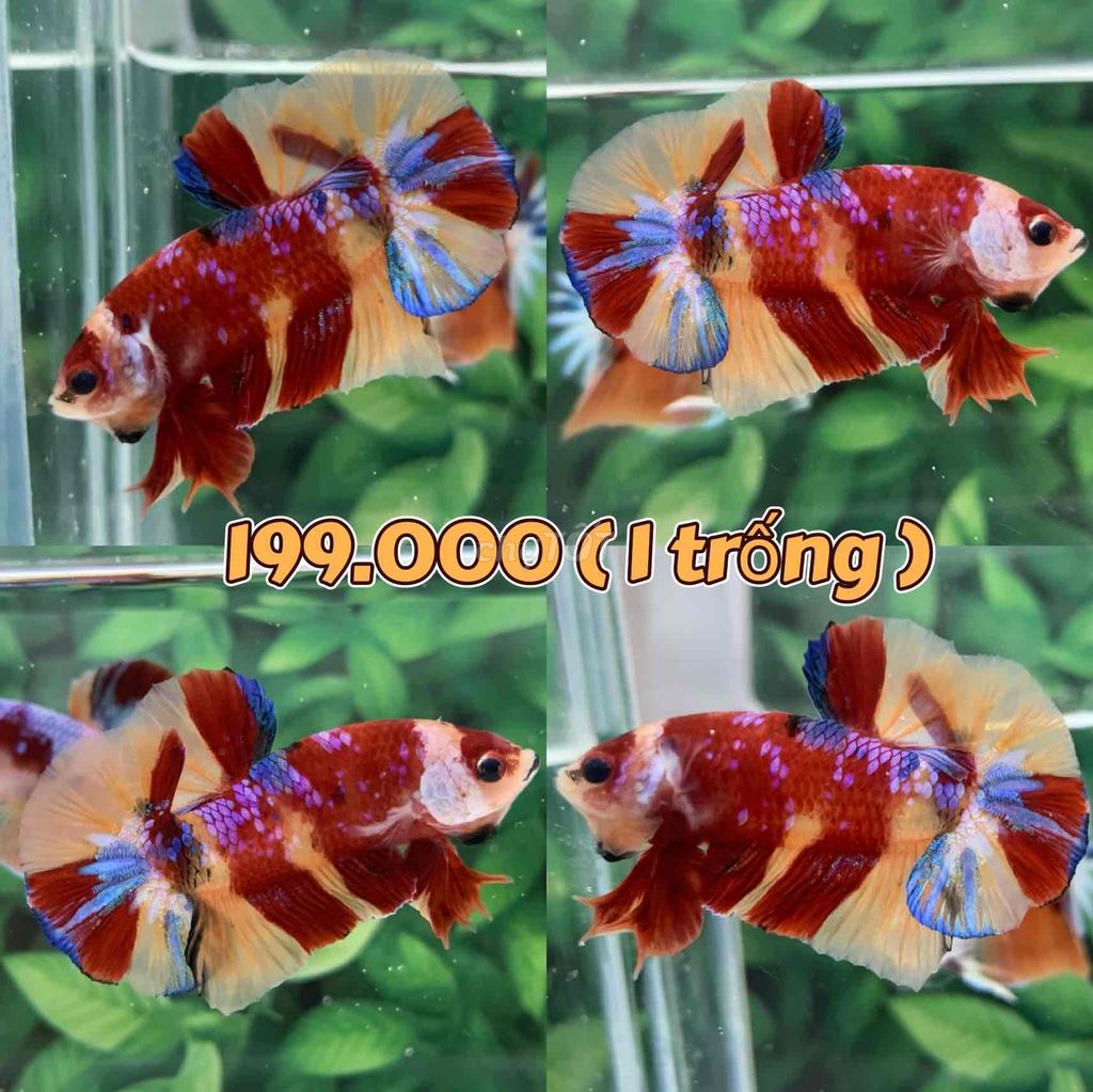 cá Betta Koi Galaxy Hàng đẹp