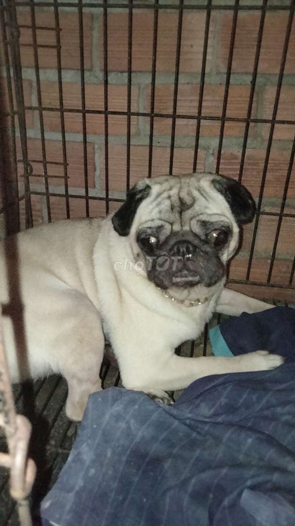 Chó Pug cái vàng kem. Mua bán Chó tại Huyện Bình Chánh Tp Hồ Chí Minh được đăng bởi đam mê thú cưng là tui hình 1