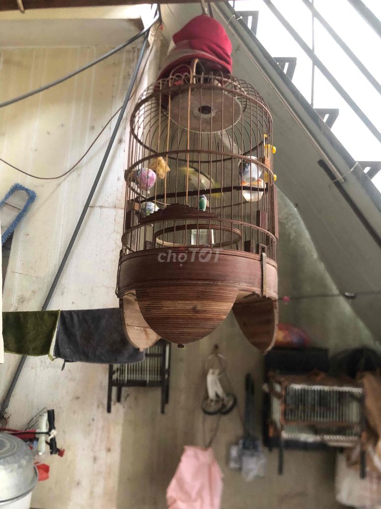 Chim chào mào Khuyên khoẻ mạnh. Mua bán Chim tại Quận Cầu Giấy Hà Nội được đăng bởi Đỗ Ngọc hình 1
