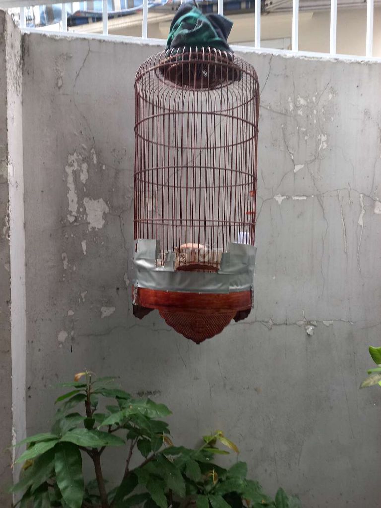 Chim Sơn ca Phú Yên chưa ăn cám. Mua bán Chim tại Quận Phú Nhuận Tp Hồ Chí Minh được đăng bởi dungkim hình 1