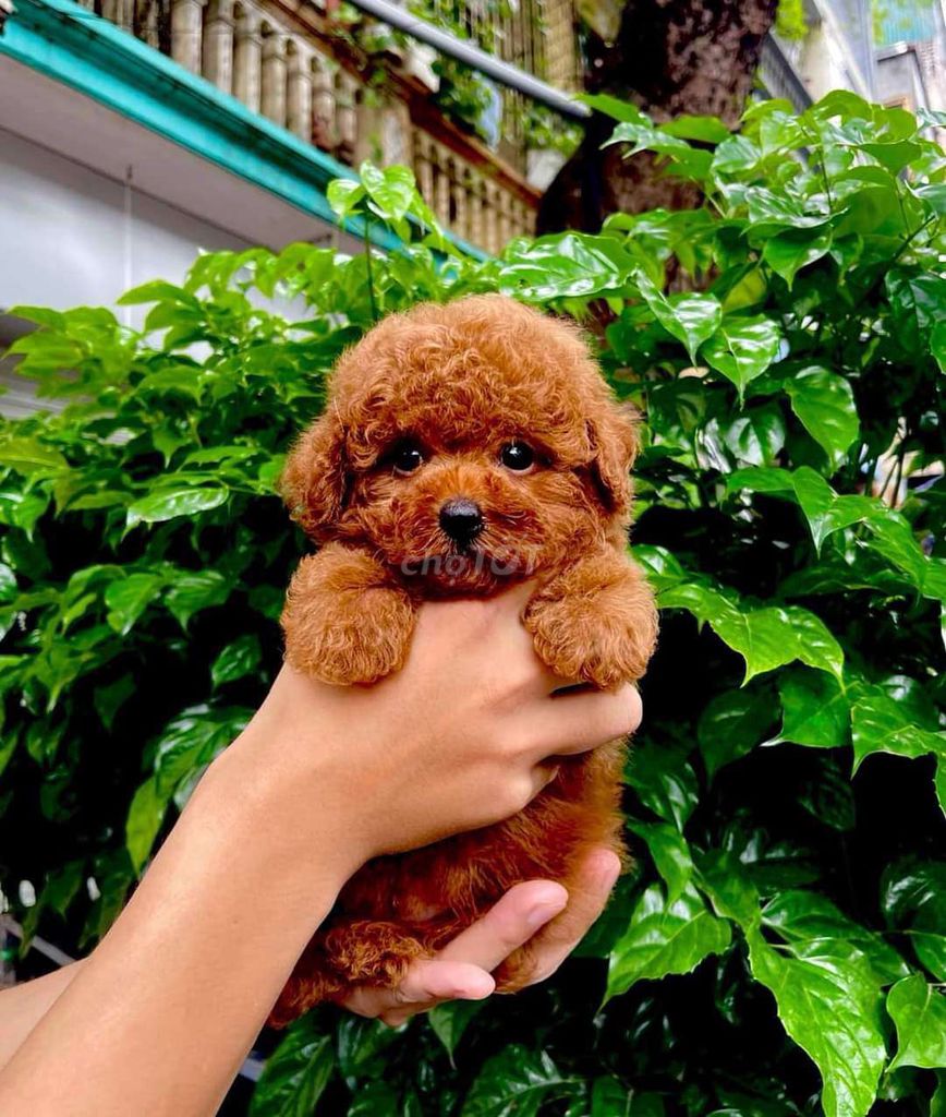 Ôkmmm chó cưng 😍poodle