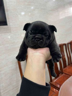 Bull pháp nhà đẻ có phả hệ 3 đời