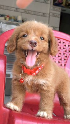 Chó chân lùn nhỏ cute. Mua bán Chó tại Huyện Hóc Môn Tp Hồ Chí Minh được đăng bởi Bảo Phúc Trương Nguyễn