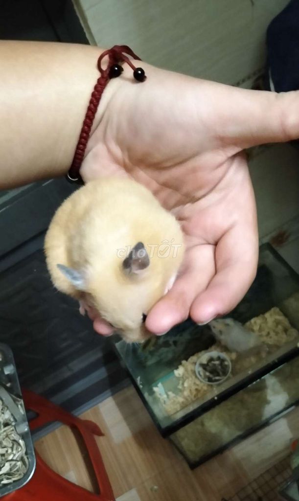 Chuột Hamster không xác định. Mua bán Thú cưng khác tại Huyện Cần Đước Long An được đăng bởi Vương Mộc Anh hình 1
