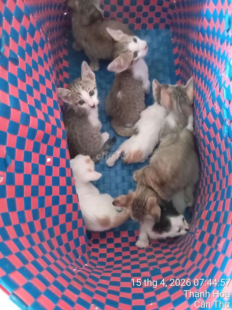 Mèo con 1.5 tháng. Mua bán Mèo tại Quận Cái Răng Cần Thơ được đăng bởi Nam  hình 1