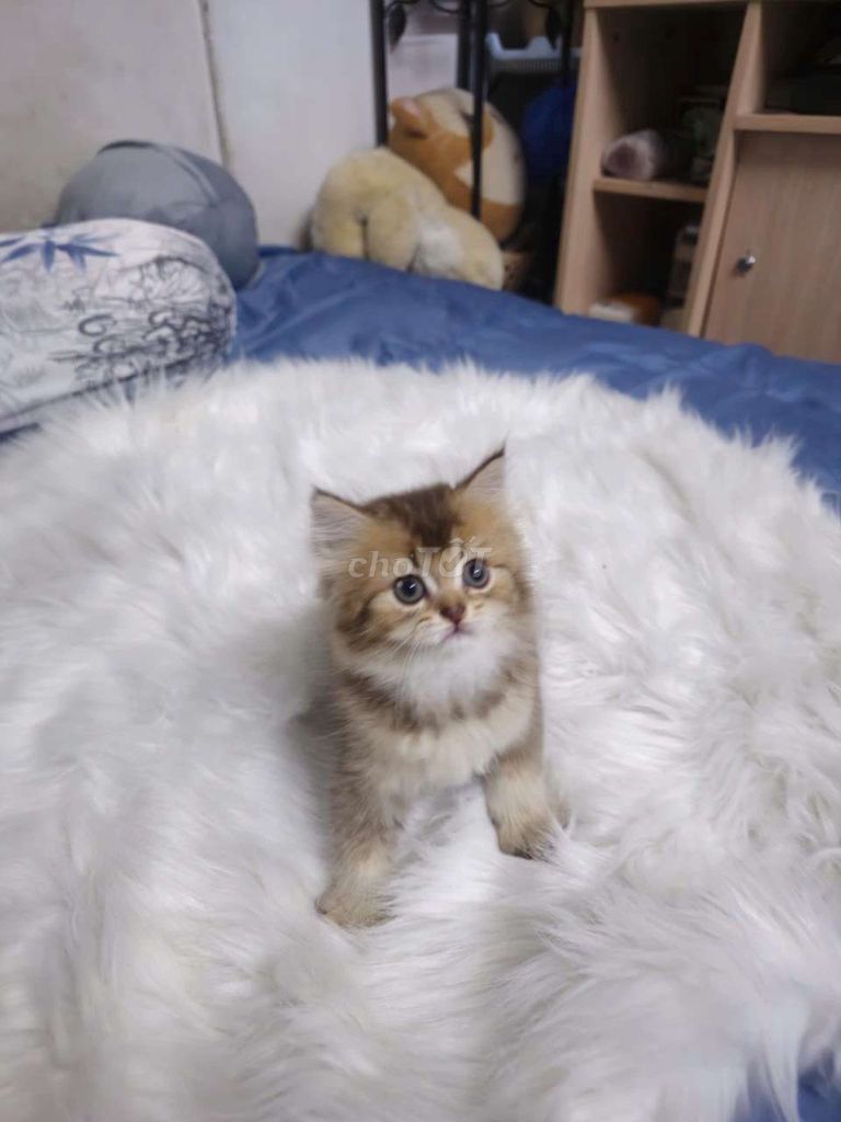 Mèo Golden NY25 cái khỏe mạnh. Mua bán Mèo tại Thành phố Thủ Đức Tp Hồ Chí Minh được đăng bởi Pé Mon hình 1