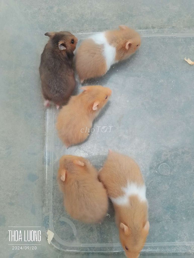 Còn ít hamster bear xả đồng giá 50k ạ