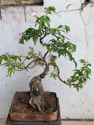 khế nhật bonsai để bàn,hoa trái liên tục