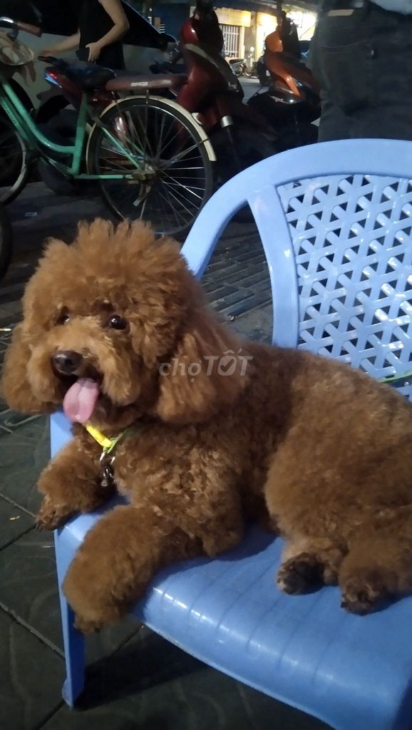 Chó Poodle Nâu Thân thiện Đã tiêm phòng. Mua bán Chó tại Quận Thanh Khê Đà Nẵng được đăng bởi Võ Thị Kim Thuận hình 1