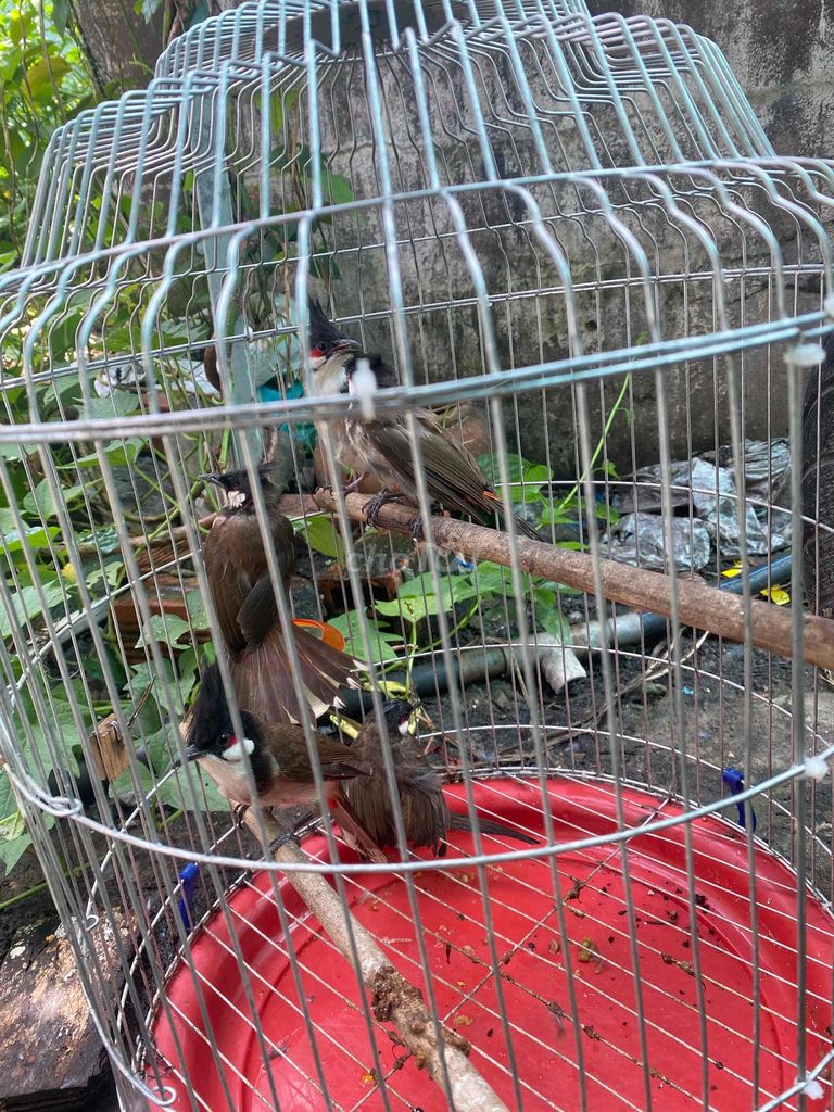 trông lỗi bộ khủng