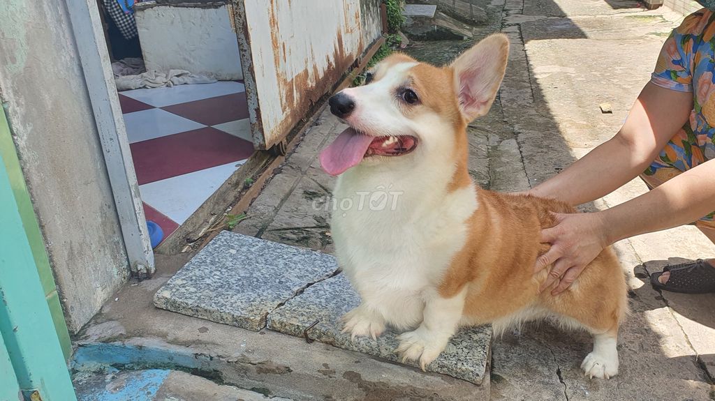 chó corgi thuần chủng