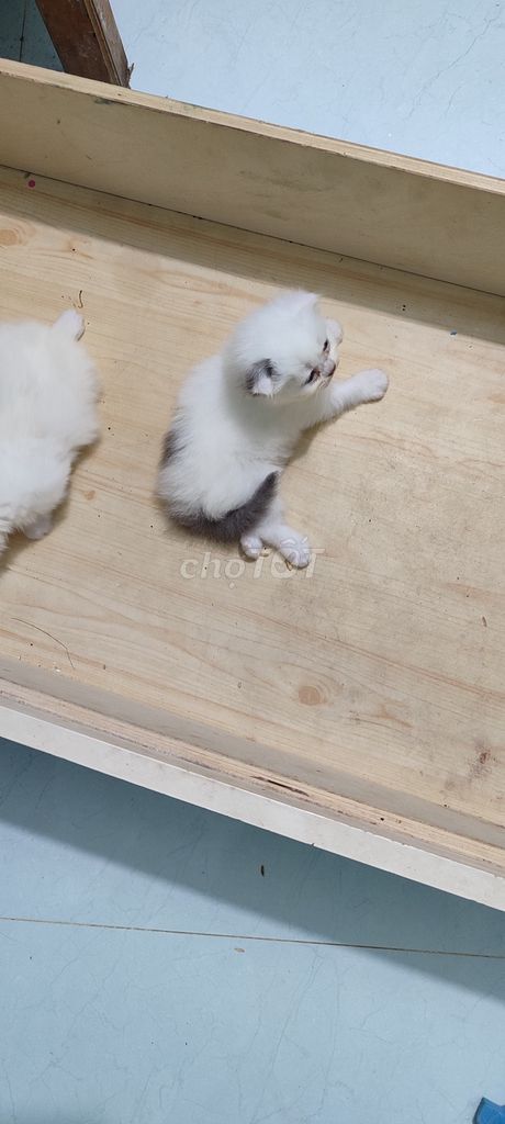 bán mèo. Mua bán Mèo tại Huyện Mai Châu Hòa Bình được đăng bởi Đặng thế long hình 4