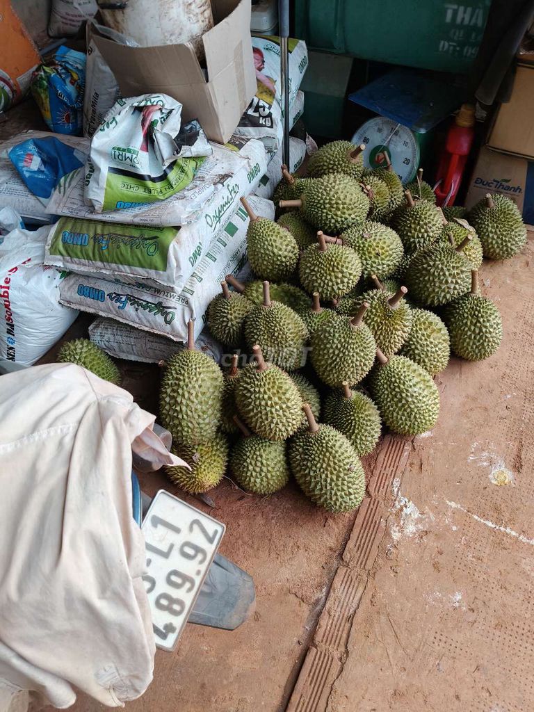 Sầu riêng Musang King. Mua bán Đồ ăn, thực phẩm và các loại khác tại Quận Gò Vấp Tp Hồ Chí Minh được đăng bởi Tiến 11a6 hình 1