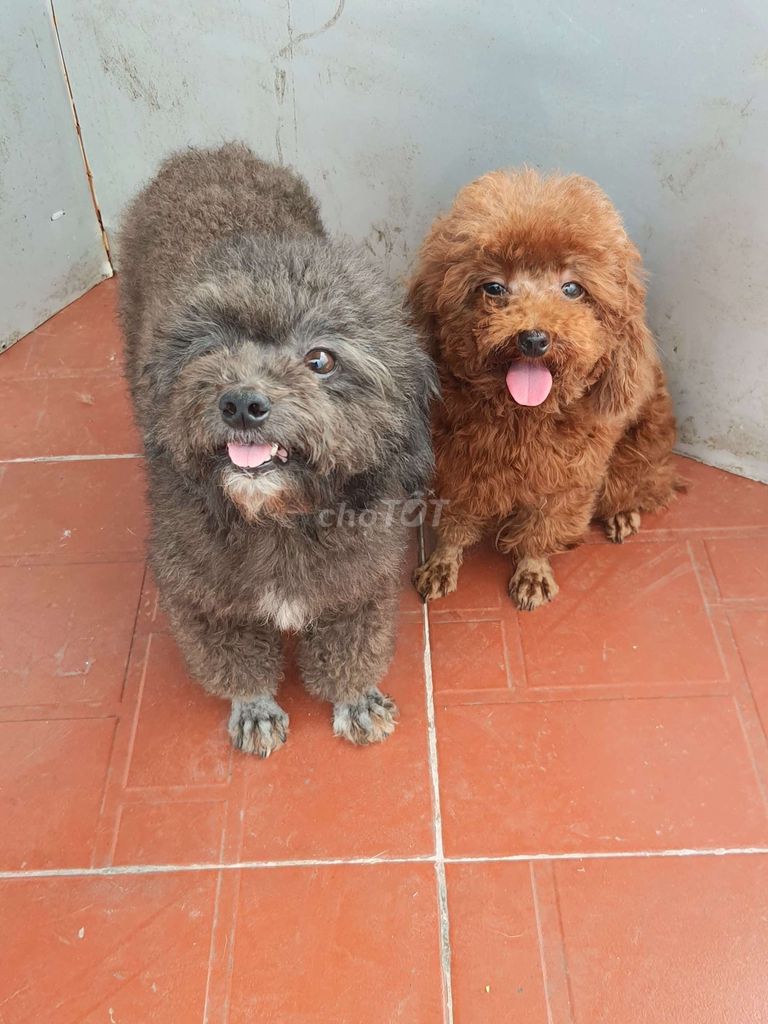 Chó poodle 1 lứa