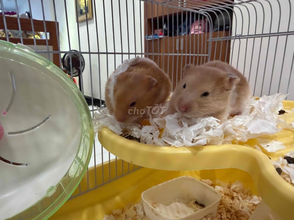 Chuột Hamster Bear Bò sữa 3 tháng. Mua bán Thú cưng khác tại Quận 8 Tp Hồ Chí Minh được đăng bởi Đinh thị Phương Thảo hình 1