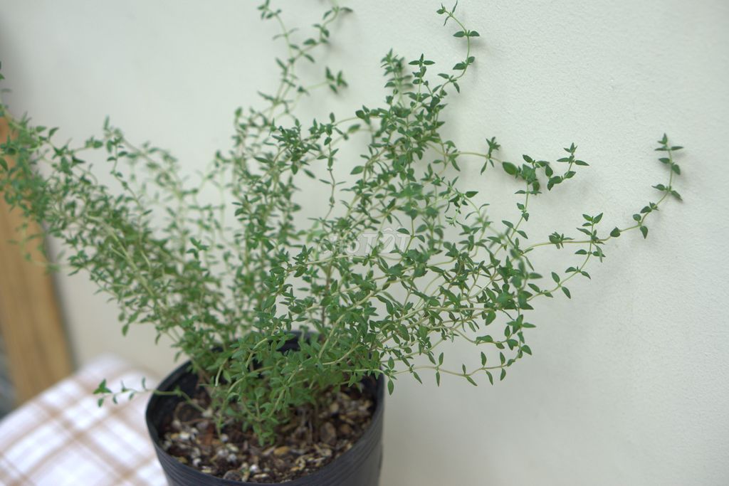 Cây Xạ Hương (Thyme)