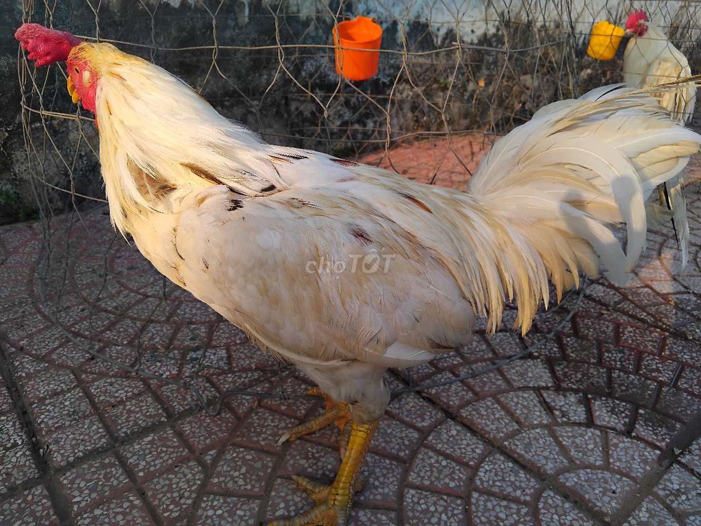 Gà Mỹ Pakistan 3.3kg Đực. Mua bán Gà tại Huyện Mang Thít Vĩnh Long được đăng bởi Nguyễn Khang hình 1