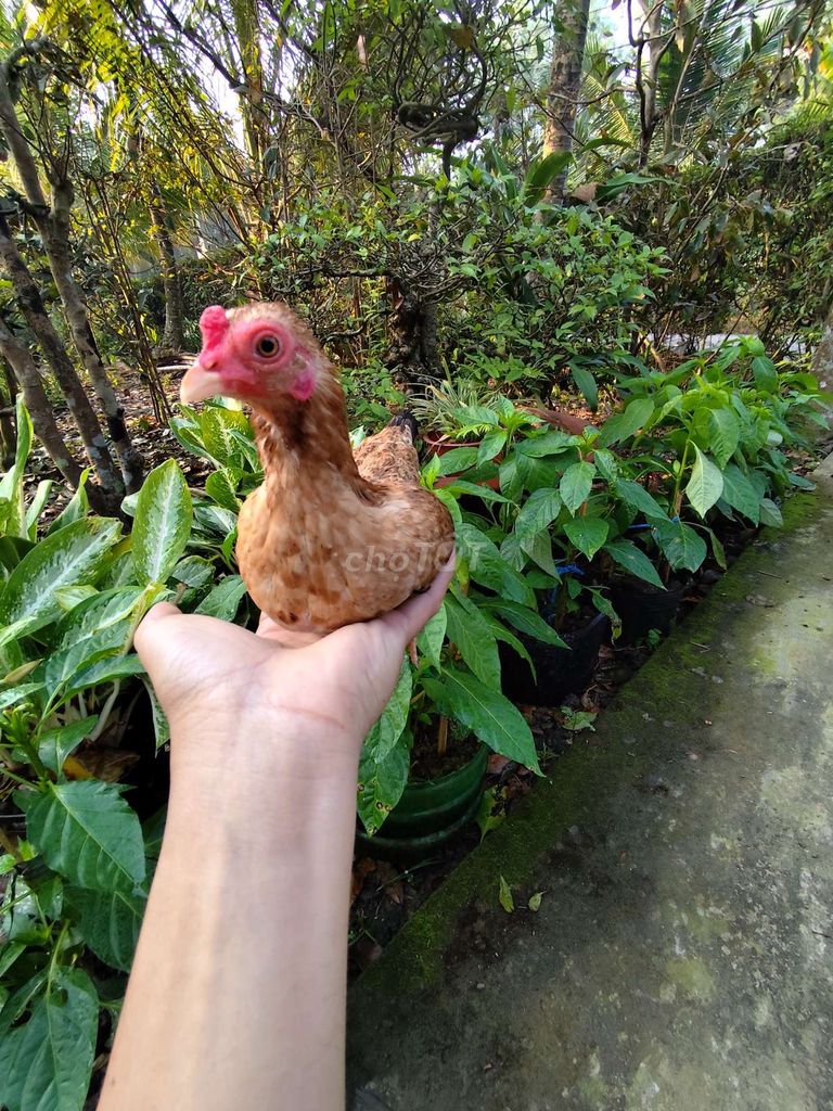 Cặp mái tre Bắc bịp gỗ cốt nhỏ. Mua bán Gà tại Thành phố Mỹ Tho Tiền Giang được đăng bởi Trần vũ hình 1