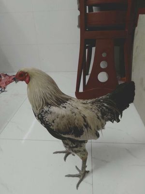 gà chuối bông. Mua bán Gà tại Huyện Cần Giuộc Long An được đăng bởi Thiên Phú