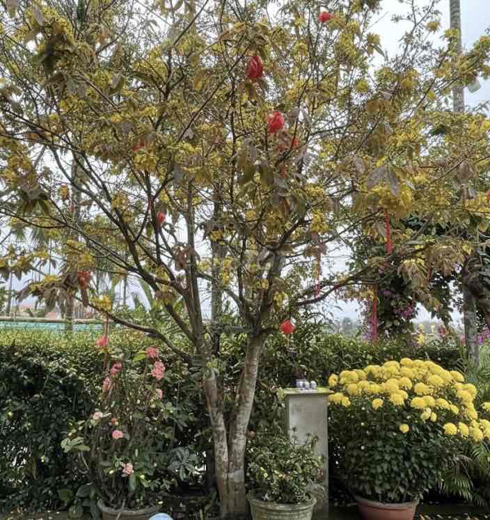 Cây cảnh Mai 25 năm Vàng, Đỏ. Mua bán Cây cảnh, đồ trang trí tại Huyện Tư Nghĩa Quảng Ngãi được đăng bởi Huy hình 1