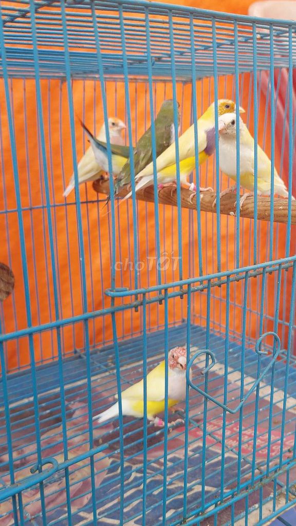 Bán chim 7 màu rất đẹp!!!. Mua bán Chim tại Quận 11 Tp Hồ Chí Minh được đăng bởi Liêm hình 1