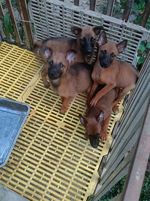 malinois becgie bỉ mẹ và con