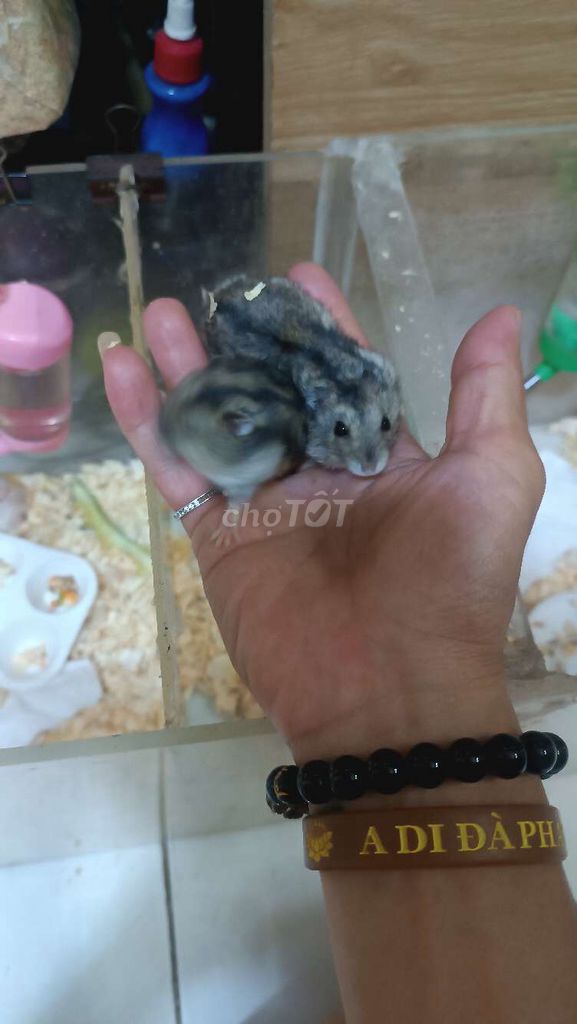 Hamster wwin